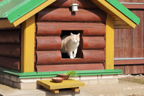 Gato Vermelho Olha Para Fora Uma Cabana Log Onde Uma — Fotografia de Stock