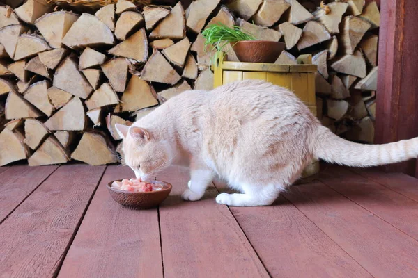 Kırmızı kedi, sarı ahşap küvetin yanındaki kil kaseden çiğ et yiyor.. 