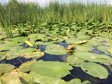 Zambak yastıkları göle