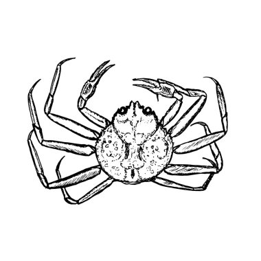 Hand-drawn vector crab, outline