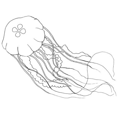 Vektör denizanası beyaz zemin üzerine çizilmiş. Boyama kitabı p