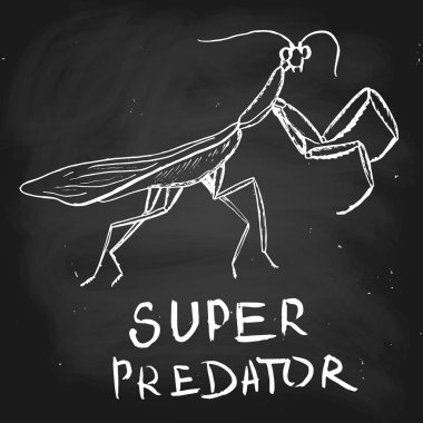 Mantis, hand-drawn illustration, chalk on blackboard, vector vector Mantis, hand-drawn illustration, chalk on blackboard, vector vector
