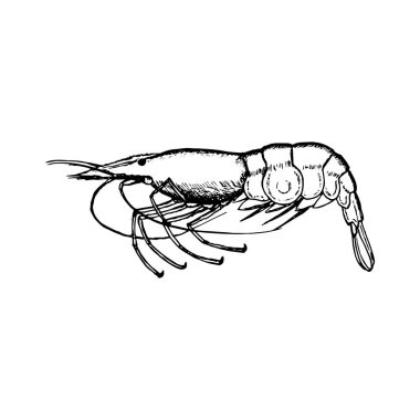 Hand-drawn vector shrimp, outline