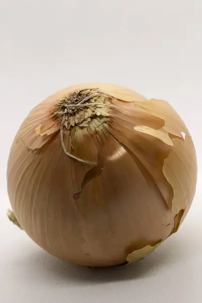 Esta Una Fotografía Una Cebolla Aislada Sobre Fondo Blanco — Foto de Stock