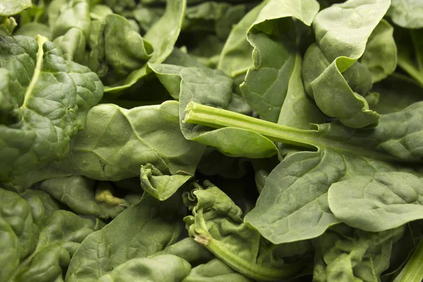 Photograph Fresh Baby Spinach — Stock Photo, Image