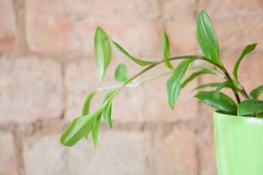 Tuğla zemin üzerine tencerede taze yeşil bitki lahanası