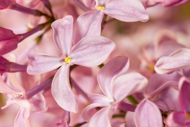 Bahar Eflatun mor çiçek görüntüyü. Seçici odak