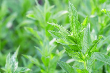 Taze yeşil nane çalılar