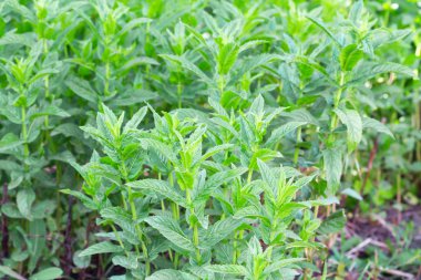 Taze yeşil nane çalılar