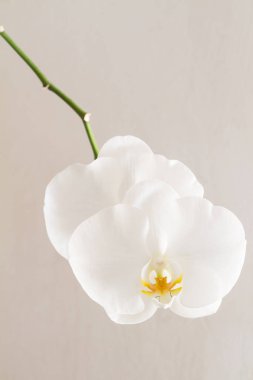 Hafif bir arka plan üzerinde beyaz orkide yakın çekim