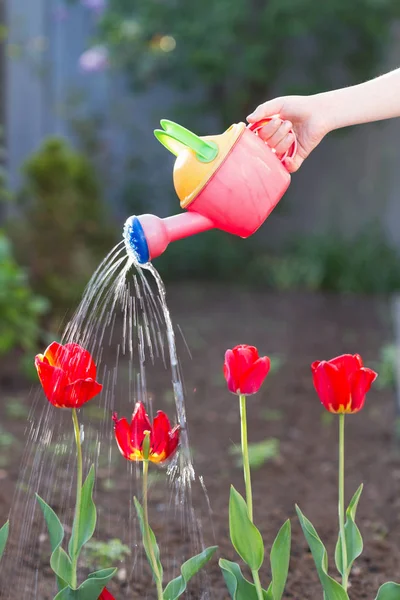 Küçük bir kız el kırmızı lale Bahçe Sulama.