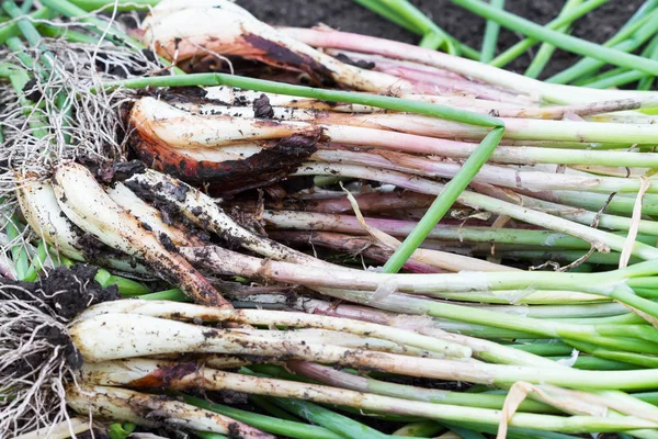 Harvest Fresh Green Onions Roots — Stock Photo, Image