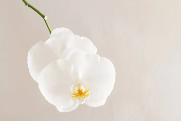 Close-up van witte orchideeën op een lichte achtergrond — Stockfoto