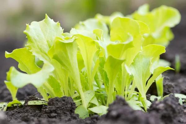 Taze yeşil marul yaprakları bahçede büyüyor