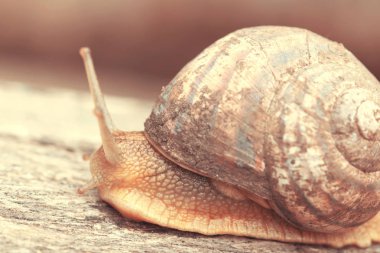 Bahçe salyangoz üzerinde eski bir günlük. Seçici odak