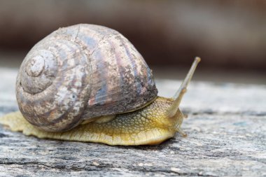 Bahçe salyangoz üzerinde eski bir günlük. Seçici odak