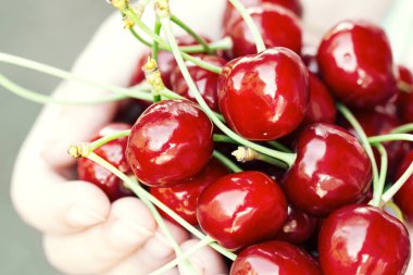 Kırmızı Kiraz çocuğun elinde. Seçici odak