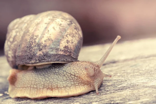 Bahçe salyangoz üzerinde eski bir günlük. Seçici odak
