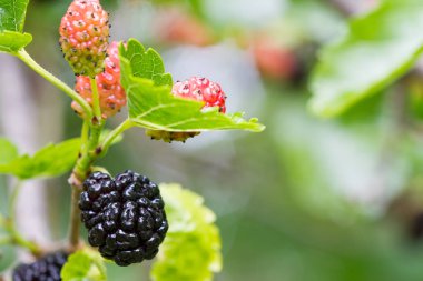 Taze dut, siyah Olgun ve kırmızı olgunlaşmamış dut dalı.