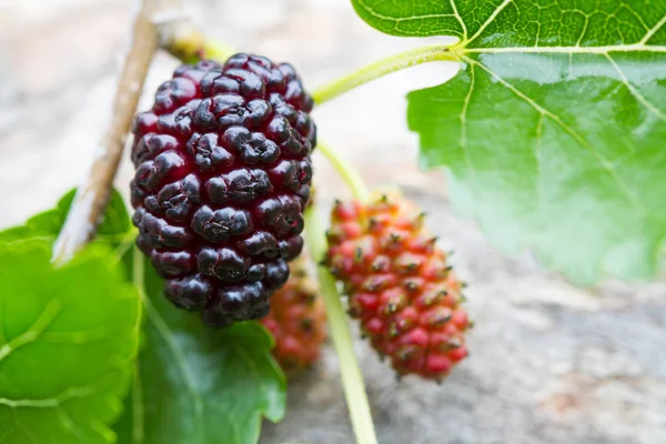 Verse moerbei, zwart rijpe en rode onrijpe moerbei op de tak op de grijze houten achtergrond. — Stockfoto