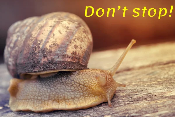 Motivateur. Ne t'arrête pas. L'escargot s'approche de la cible. Concentration sélective — Photo