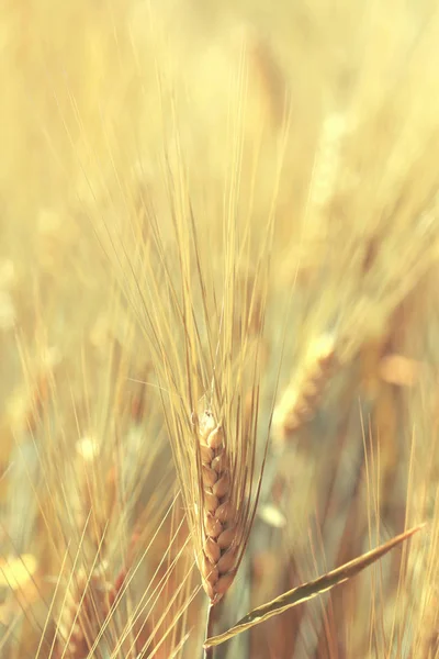 Campo de trigo verde en el día soleado. Espiguillas de centeno están creciendo en — Foto de Stock