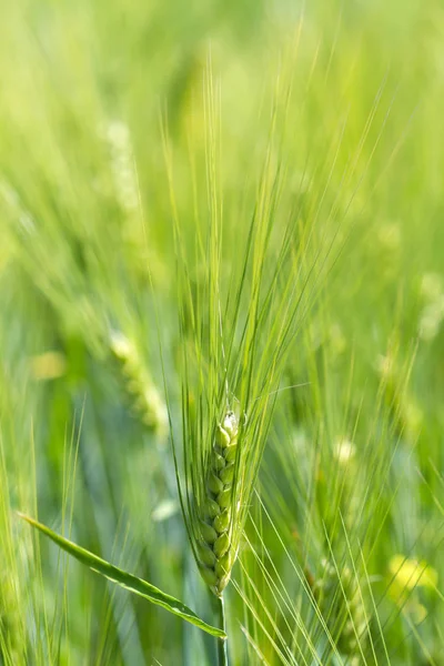 Campo Trigo Verde Día Soleado Espiguillas Centeno Están Creciendo Campo — Foto de Stock