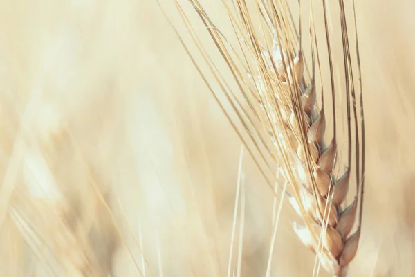Campo de trigo maduro en un día soleado. Espiguillas de centeno están creciendo en un campo agrícola. Primer plano. — Foto de Stock
