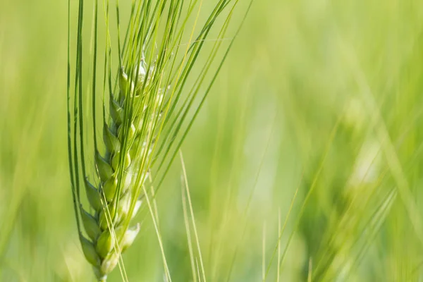 Campo Trigo Verde Día Soleado Espiguillas Centeno Están Creciendo Campo — Foto de Stock