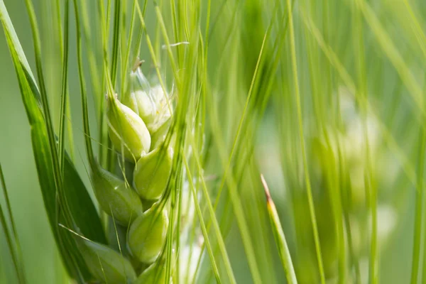 Campo Trigo Verde Día Soleado Espiguillas Centeno Están Creciendo Campo — Foto de Stock