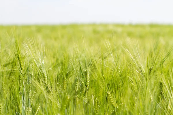 Campo de trigo verde en el día soleado. Espiguillas de centeno están creciendo en un campo agrícola . — Foto de Stock