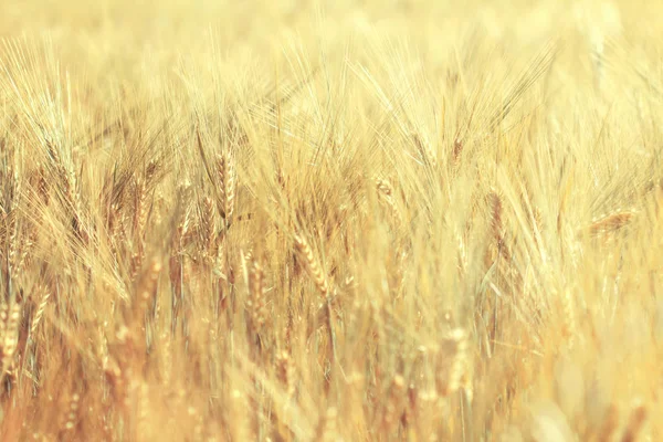Campo de trigo maduro en un día soleado. Espiguillas de centeno están creciendo en un campo agrícola . — Foto de Stock