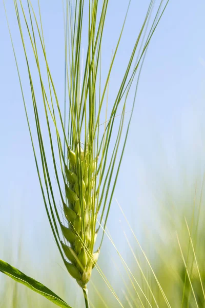 Campo de trigo verde en el día soleado. Espiguillas de centeno están creciendo en un campo agrícola . — Foto de Stock