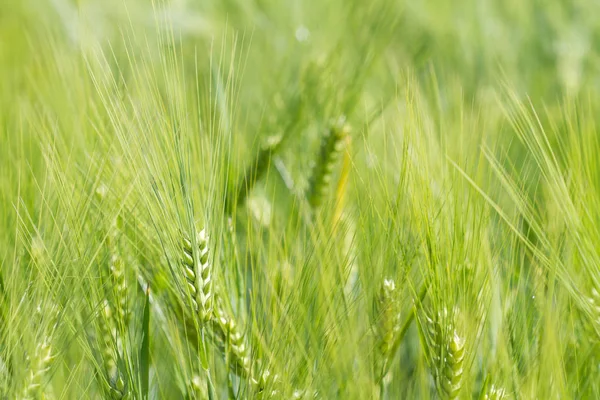 阳光明媚的日子里有绿色的麦田 黑麦小穗生长在农田里 — 图库照片