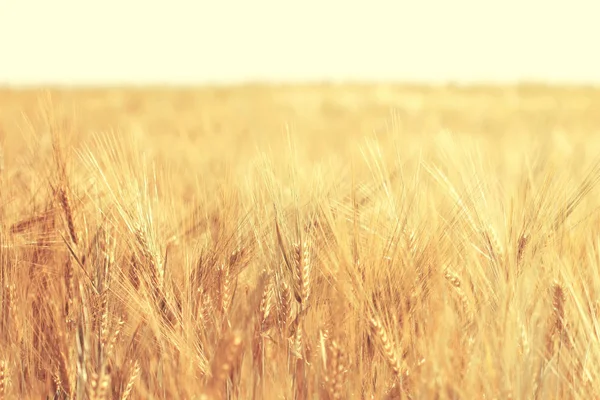 Ripe Wheat Field Sunny Day Spikelets Rye Growing Farm Field — Stock Photo, Image