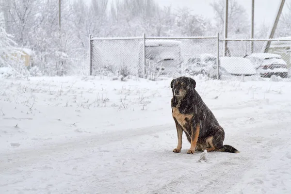 寒い日に雪の上に黒いホームレスの犬。犬は雪の上で凍る — ストック写真