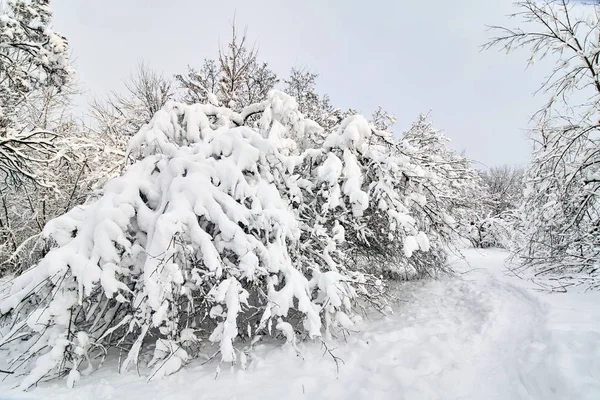 Зимний парк в снегу. Ветви зимних деревьев с большим количеством снега. Заснеженные деревья. — стоковое фото