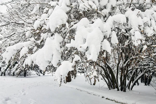 Karlı kış parkı. Güzel kış ağaçları, bol karlı dallara sahiptir. Karla kaplı ağaçlar. — Stok fotoğraf
