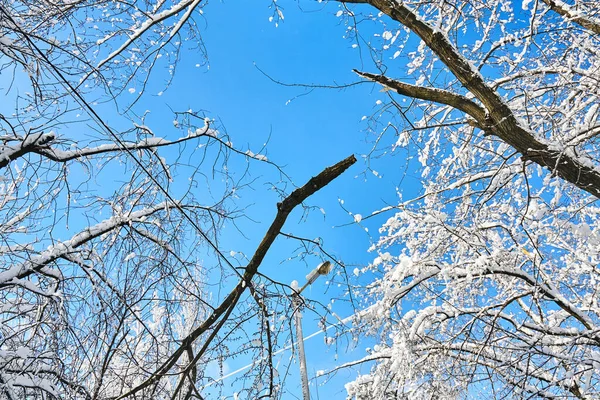 Złamane gałęzie drzew spadły na linie energetyczne. Pogoda się załamała. Śnieg na przewodach elektrycznych w mieście. Stare kable elektryczne. — Zdjęcie stockowe