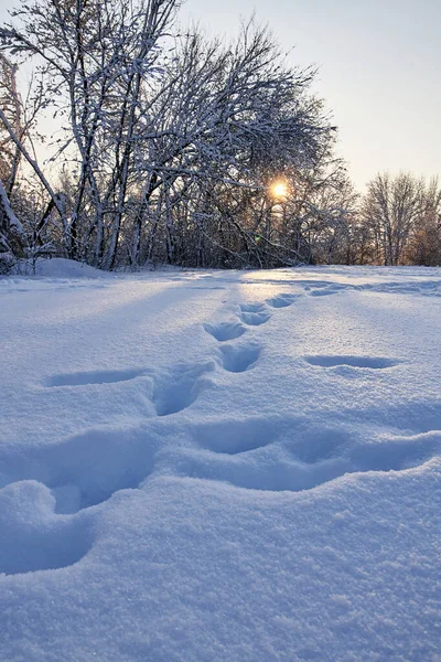 Zimowy park ze śladami stóp na śniegu. Piękne zimowe gałęzie drzew z dużą ilością śniegu. Ośnieżone drzewa z zachodem słońca. — Zdjęcie stockowe