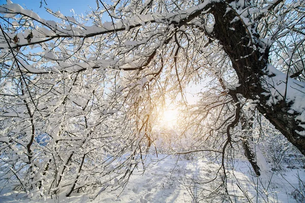 Зимний парк в снегу. Ветви зимних деревьев с большим количеством снега. Заснеженные деревья с закатом . — стоковое фото