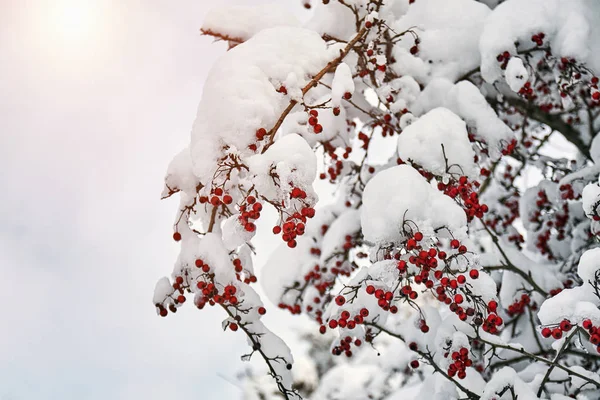 Dojrzałe czerwone jagody łabędzia pokryte śniegiem. Zachód słońca na niebie. — Zdjęcie stockowe