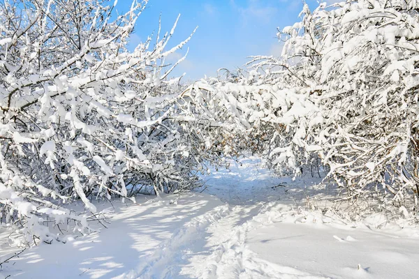 Зимний парк в снегу. Веток озимых деревьев много — стоковое фото