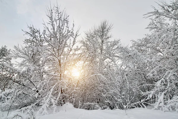 Зимний парк в снегу. Ветви зимних деревьев с большим количеством снега. Заснеженные деревья с закатом . — стоковое фото