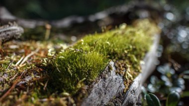 İle küçük Dof moss