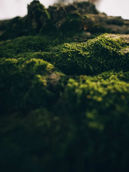Makro fotoğraf moss sabahın erken saatlerinde