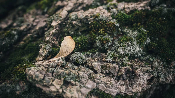 粗糙的树皮的树景深与苔藓和种子 — 图库照片