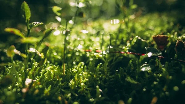 Фотография сияет травой и мхом с небольшим DOF — стоковое фото