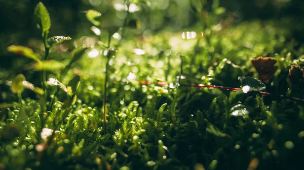 Fotoğraf Parlatıcı çim ve küçük Dof yosun