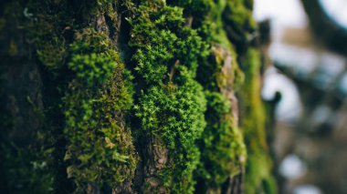 Bir ağaç gövdesi üzerinde kalın Moss fotoğraf